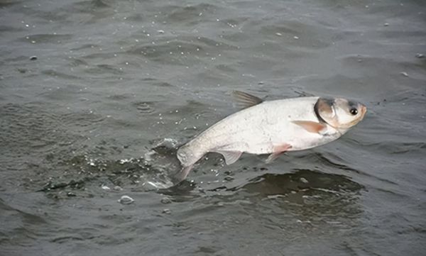 MiMouseShot20240616085823.jpg