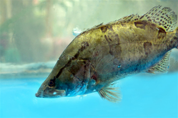 鳜鱼3.jpg