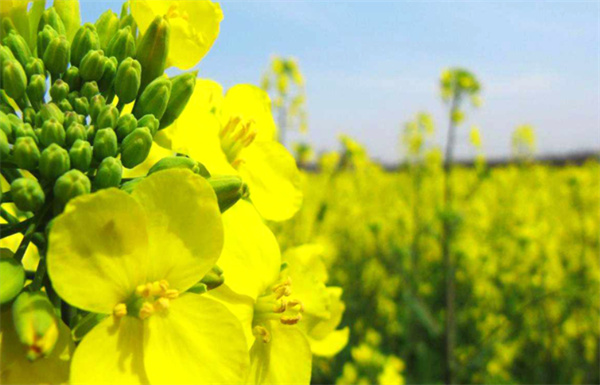 油菜花.jpg