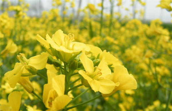 油菜花特写.jpg