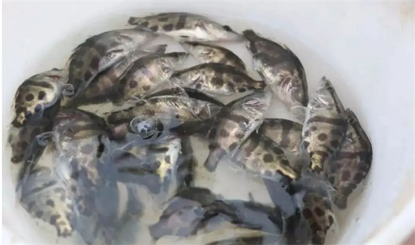 鳜鱼鱼苗.jpg