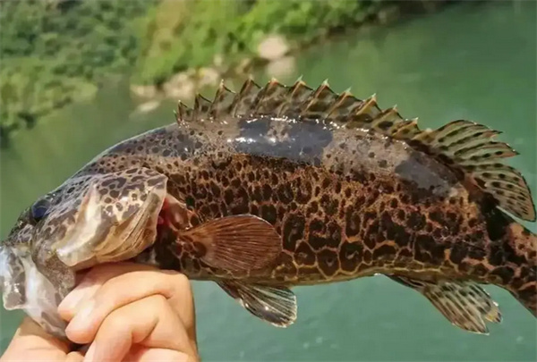 鳜鱼.jpg