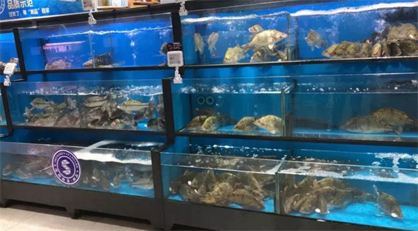 鳜鱼水族.jpg