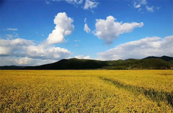 大山水稻.jpg
