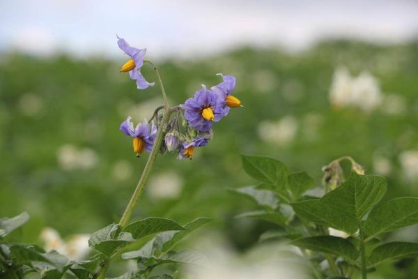 马铃薯紫花.jpg