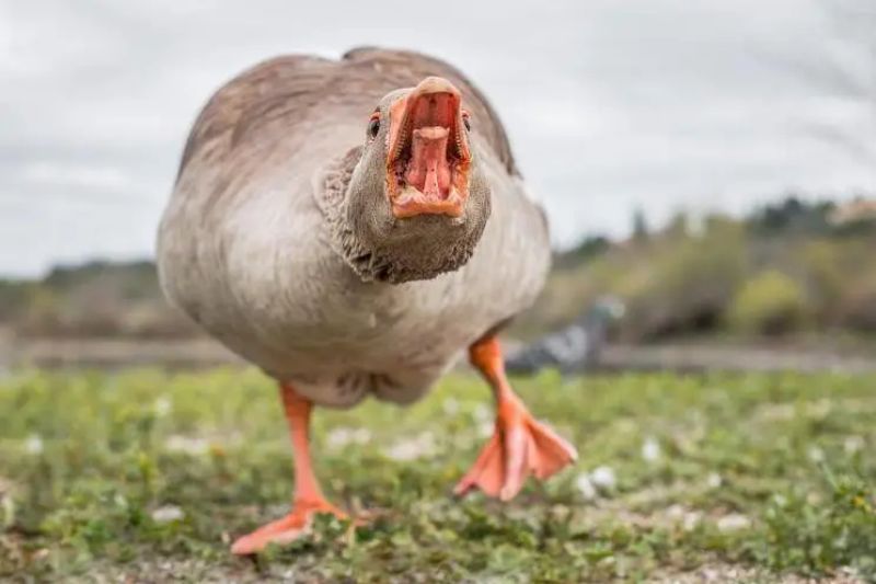 大鹅.jpeg.jpg