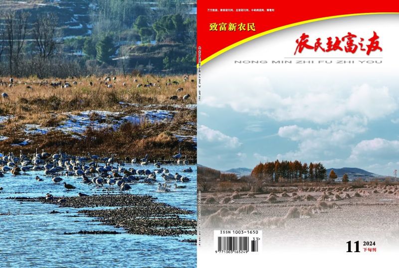 2024年11月下旬刊