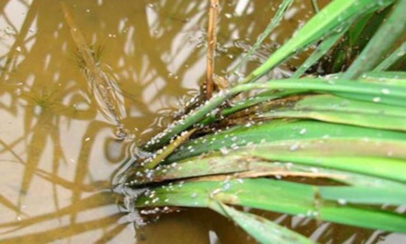 水稻稻飞虱.jpg