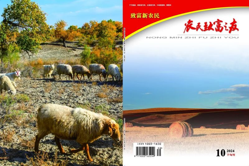 2024年12月下旬刊