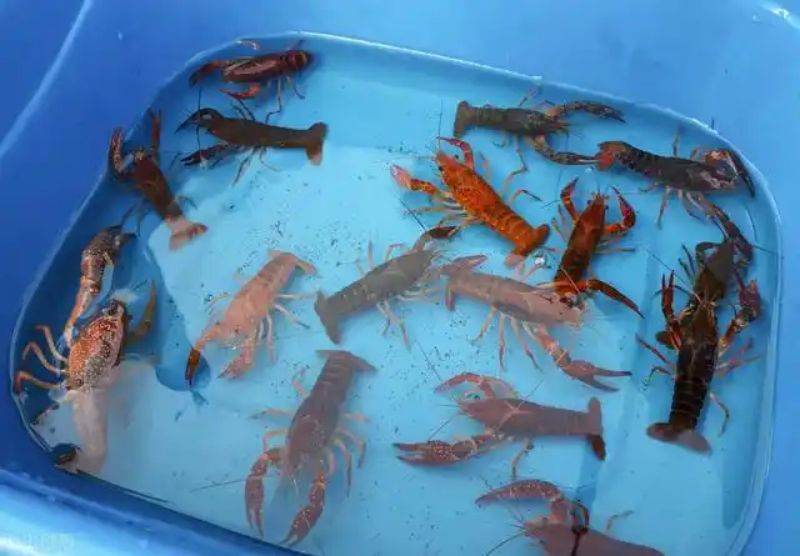 小龙虾1.jpg