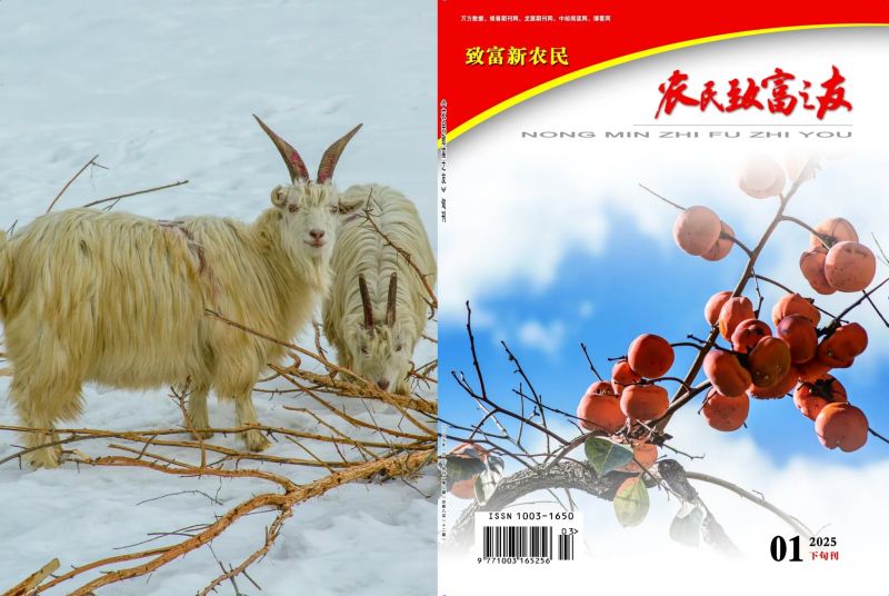 2025年1月下旬刊