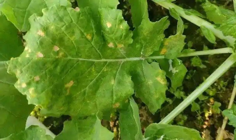 油菜霜霉病.jpg