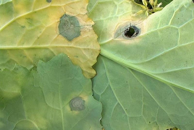 油菜菌核病.jpg
