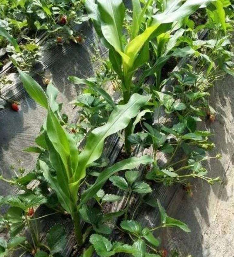 玉米草莓套种.jpg