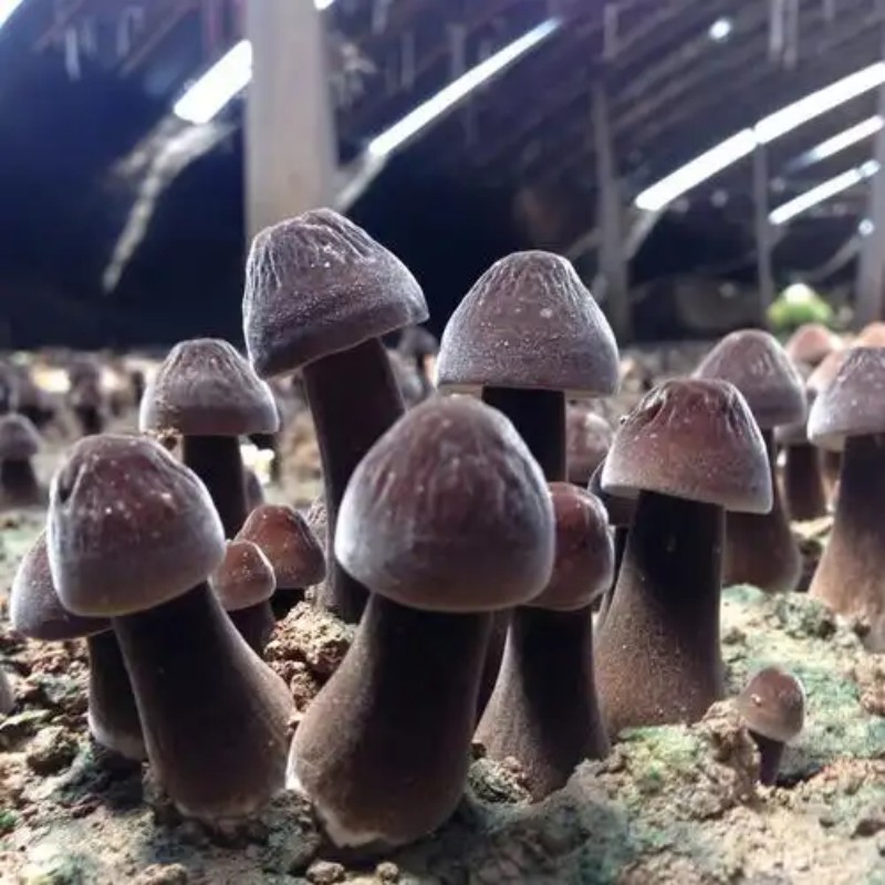 鸡枞菌1.jpg