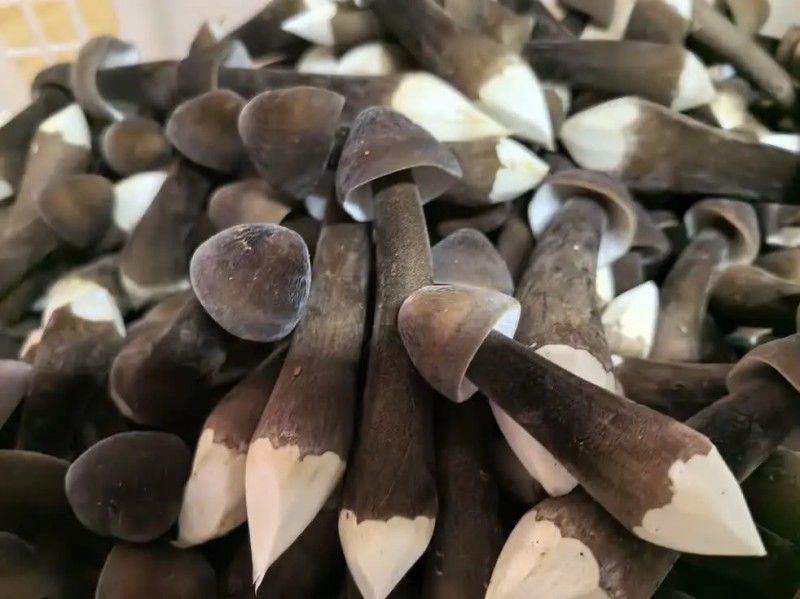 鸡枞菌2.jpg
