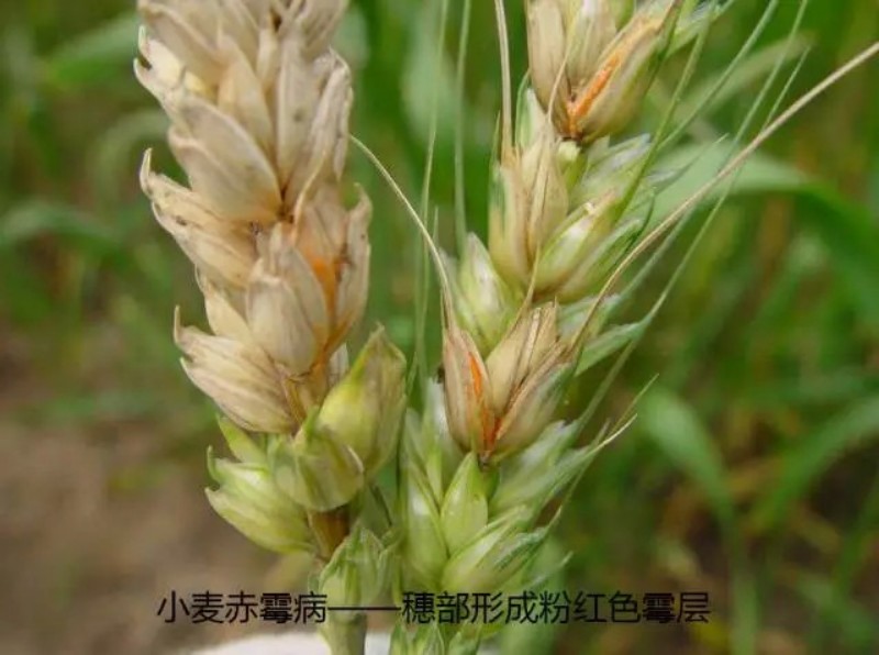 小麦赤霉病1.jpg