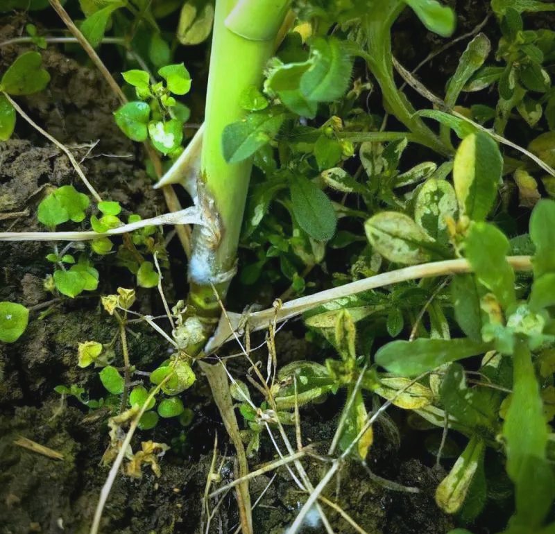 油菜菌.jpg