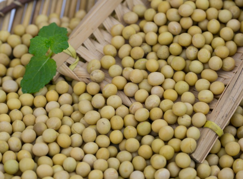 大豆豆4.jpg