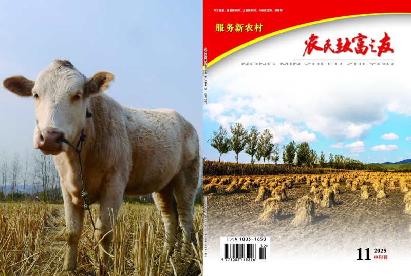 2025年11月中旬刊