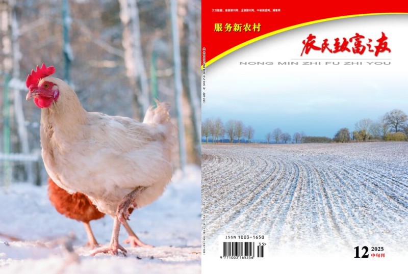 2025年12月中旬刊